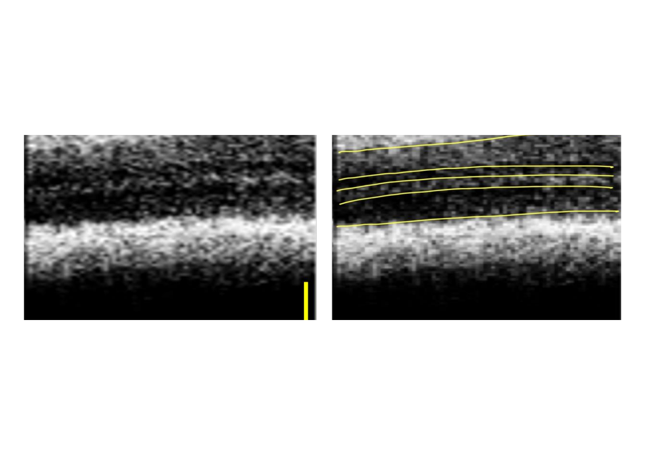 Key figure for **Hang Chan Jo**, **Dae Yu Kim**In Vivo 3D Zebrafish Imaging for Longitudinal Observation of the ...